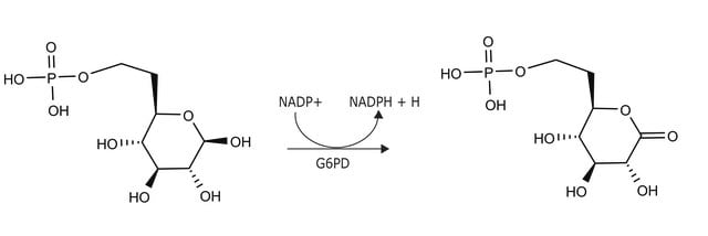 Glucose-6-phosphate Dehydrogenase from Leuconostoc mesenteroides recombinant, expressed in E. coli, ammonium sulfate suspension, &#8805;550&#160;units/mg protein (biuret)