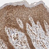Anti-ZFAND1 antibody produced in rabbit Prestige Antibodies&#174; Powered by Atlas Antibodies, affinity isolated antibody, buffered aqueous glycerol solution