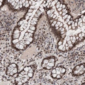 Anti-WDR33 antibody produced in rabbit Prestige Antibodies&#174; Powered by Atlas Antibodies, affinity isolated antibody, buffered aqueous glycerol solution