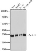 Anti-Cyclin H Antibody, clone 3N5S3, Rabbit Monoclonal