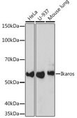 Anti-Ikaros antibody produced in rabbit