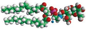 18:1 Lactosyl PE Avanti Research&#8482; - A Croda Brand