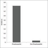 Anti-phospho-Lck (pTyr505) antibody produced in rabbit affinity isolated antibody