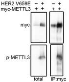 Anti-Phospho-METTL3 (Ser 43)