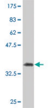 Monoclonal Anti-SFRS6 antibody produced in mouse clone 6A10, purified immunoglobulin, buffered aqueous solution