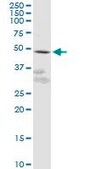 Anti-GPR61 antibody produced in mouse purified immunoglobulin, buffered aqueous solution