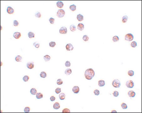Anti-ZC3HAV1 antibody produced in rabbit affinity isolated antibody, buffered aqueous solution