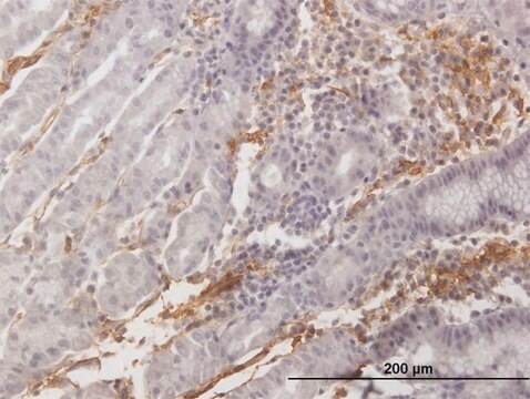 Anti-AOC3 antibody produced in mouse purified immunoglobulin, buffered aqueous solution