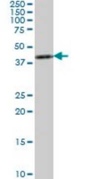 ANTI-ASCL1 antibody produced in mouse clone 3D3, purified immunoglobulin, buffered aqueous solution