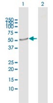 Anti-CRLF3 antibody produced in rabbit purified immunoglobulin, buffered aqueous solution