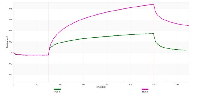Anti-ARP3 Antibody, clone 1C7 ZooMAb&#174; Rabbit Monoclonal recombinant, expressed in HEK 293 cells