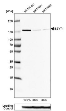 Anti-ESYT1 antibody produced in rabbit Prestige Antibodies&#174; Powered by Atlas Antibodies, affinity isolated antibody, buffered aqueous glycerol solution