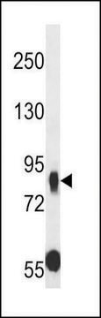 ANTI-MUPCDH(N-TERMINAL) antibody produced in rabbit affinity isolated antibody, buffered aqueous solution