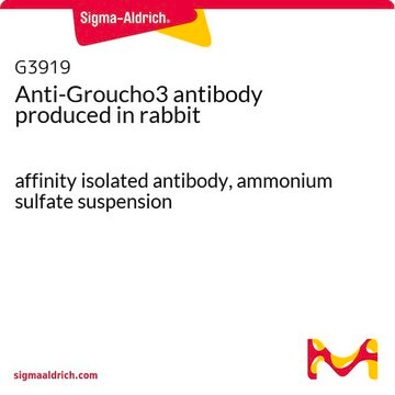 Anti-Groucho3 antibody produced in rabbit affinity isolated antibody, ammonium sulfate suspension