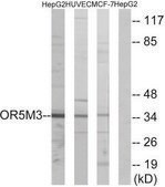 Anti-OR5M3 antibody produced in rabbit affinity isolated antibody