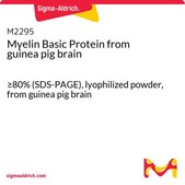 Myelin Basic Protein from guinea pig brain ≥80% (SDS-PAGE), lyophilized powder, from guinea pig brain