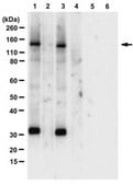 Anti-phospho-Upf1 (Ser1127) Antibody from rabbit, purified by affinity chromatography