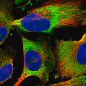 Anti-EEF1B2 antibody produced in rabbit Prestige Antibodies&#174; Powered by Atlas Antibodies, affinity isolated antibody, buffered aqueous glycerol solution