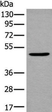 Anti-B4GAT1 affinity isolated antibody