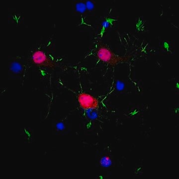 Anti-NeuN Antibody (rabbit) from rabbit, purified by affinity chromatography