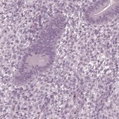 Anti-TSKS antibody produced in rabbit Prestige Antibodies&#174; Powered by Atlas Antibodies, affinity isolated antibody, buffered aqueous glycerol solution