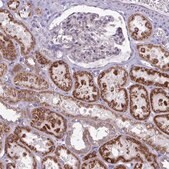 Anti-GLDC antibody produced in rabbit Prestige Antibodies&#174; Powered by Atlas Antibodies, affinity isolated antibody, buffered aqueous glycerol solution