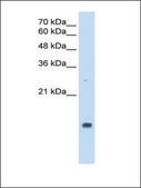 Anti-PPIA antibody produced in rabbit IgG fraction of antiserum