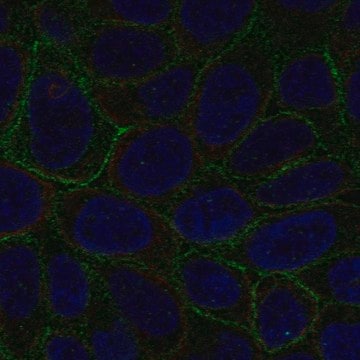 Anti-LGALS8 antibody produced in rabbit Prestige Antibodies&#174; Powered by Atlas Antibodies, affinity isolated antibody