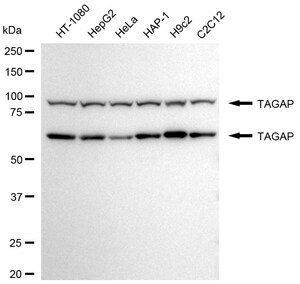 Anti TAGAP Antibody, clone 24GB2330, Rabbit Monoclonal clone 24GB2330, recombinant rabbit monoclonal, expressed in HEK293 cells