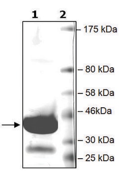 BRD4 (342-460) GST tag human recombinant, expressed in E. coli, &#8805;75% (SDS-PAGE)