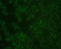 Monoclonal Anti-RAP2B antibody produced in mouse clone 4F12-3C6, purified immunoglobulin, buffered aqueous solution