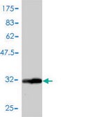 Monoclonal Anti-GNG3 antibody produced in mouse clone 1E10-1B5, purified immunoglobulin, buffered aqueous solution