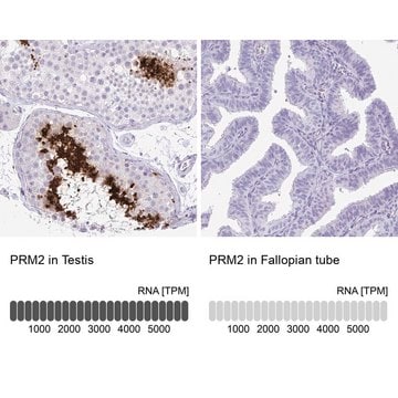 Anti-PRM2 antibody produced in rabbit Prestige Antibodies&#174; Powered by Atlas Antibodies, affinity isolated antibody, buffered aqueous glycerol solution