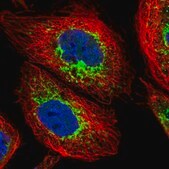 Anti-ACAD9 antibody produced in rabbit Prestige Antibodies&#174; Powered by Atlas Antibodies, affinity isolated antibody