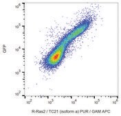 Monoclonal Anti-RRAS2 antibody produced in mouse clone EM-50