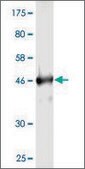 Monoclonal Anti-RAB4A antibody produced in mouse clone 1E1, purified immunoglobulin, buffered aqueous solution