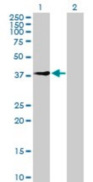 Anti-UEVLD antibody produced in mouse purified immunoglobulin, buffered aqueous solution