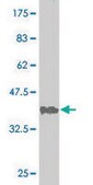 Monoclonal Anti-CSE1L antibody produced in mouse clone 1C1, purified immunoglobulin, buffered aqueous solution