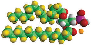 14:0 PA-d54 Avanti Research™ - A Croda Brand, powder