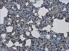 Anti-PHF10 antibody produced in rabbit affinity isolated antibody, buffered aqueous solution