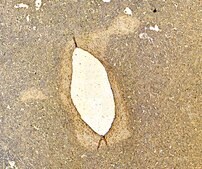 Anti-CD80 antibody produced in goat affinity isolated antibody, buffered aqueous solution