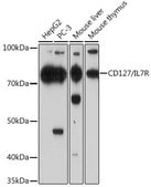 Anti-CD127/IL7R antibody produced in rabbit