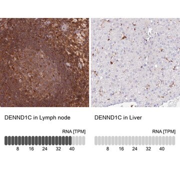Anti-DENND1C antibody produced in rabbit Prestige Antibodies&#174; Powered by Atlas Antibodies, affinity isolated antibody, buffered aqueous glycerol solution