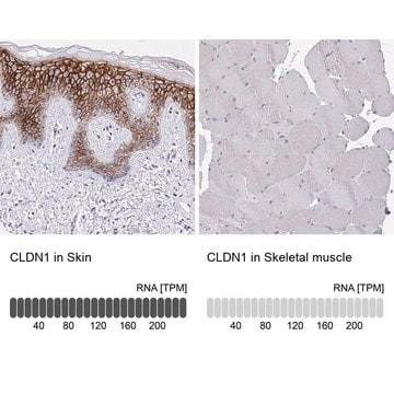Anti-CLDN1 antibody produced in rabbit Prestige Antibodies&#174; Powered by Atlas Antibodies, affinity isolated antibody, buffered aqueous glycerol solution