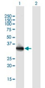 Anti-LMAN2L antibody produced in mouse purified immunoglobulin, buffered aqueous solution