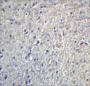 Anti-Grik1 (ab1) antibody produced in rabbit affinity isolated antibody, buffered aqueous solution