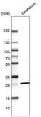 Monoclonal Anti-CALB1 antibody produced in mouse Prestige Antibodies® Powered by Atlas Antibodies, clone CL15065, purified antibody (Protein A)