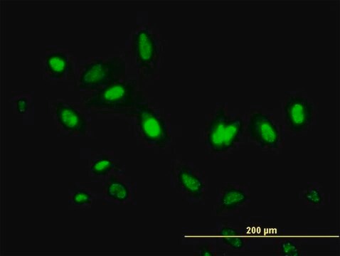 ANTI-MDS028 antibody produced in mouse clone 3D7, purified immunoglobulin, buffered aqueous solution