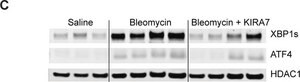 Monoclonal Anti-ATF4 antibody produced in mouse clone 2B3, purified immunoglobulin, buffered aqueous solution