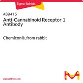 Anti-Cannabinoid Receptor 1 Antibody Chemicon®, from rabbit